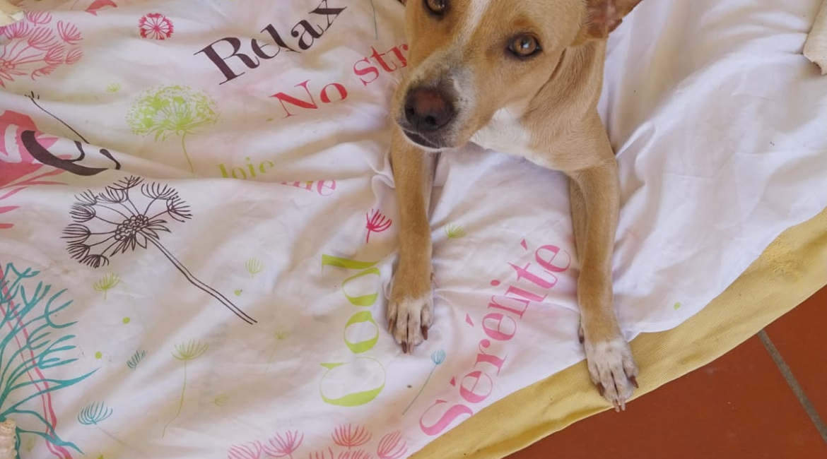 Chiens à adopter